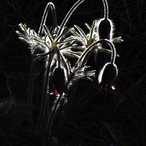 오늘 아침엔152탄(할미꽃)