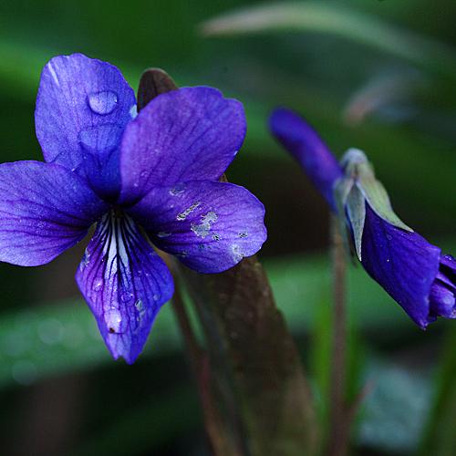 오늘 아침엔207-2탄(제비꽃)