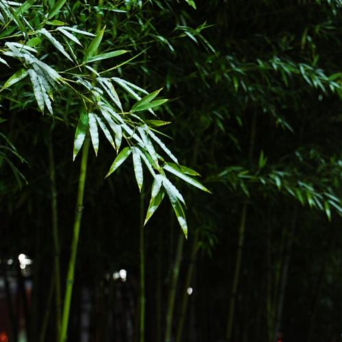 눈 쌓인 대나무