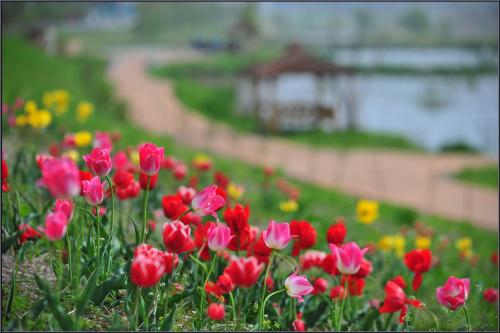 튜울립이 있는 풍경