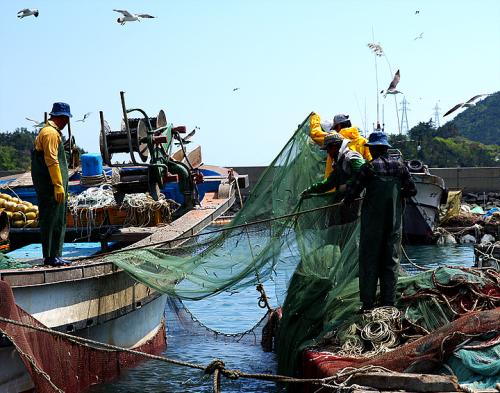 미조항 멸치털이...