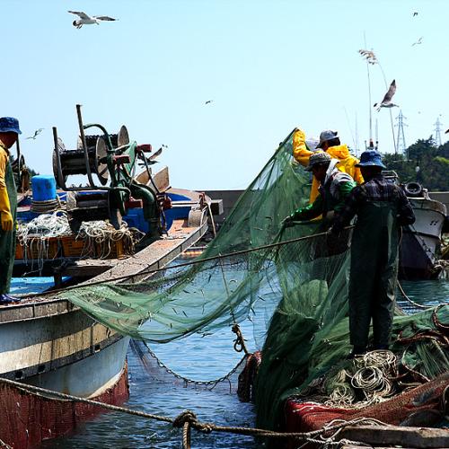 미조항 멸치털이...