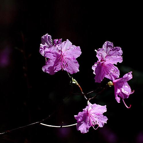 오늘 아침엔207-3탄(진달래와 광대나물)