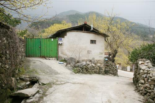 현천마을 산수유