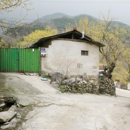 현천마을 산수유