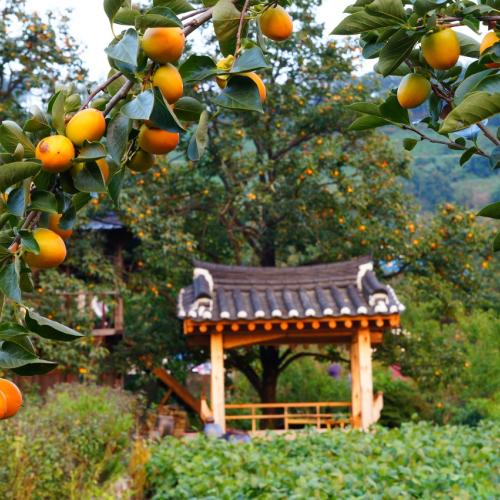 보은군 회인면에서