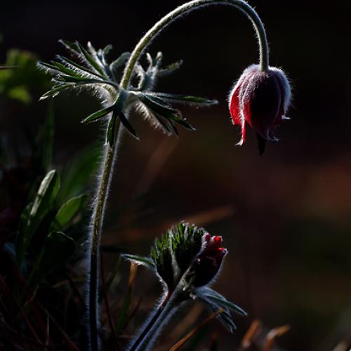 오늘 아침엔152-2탄(또다른할미꽃)