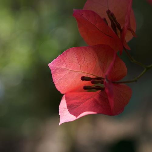 부겐베리아 (Paper Flower)