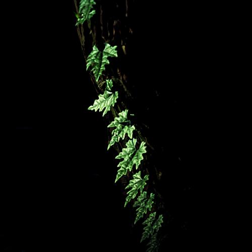 생명의 빛을 찾아서