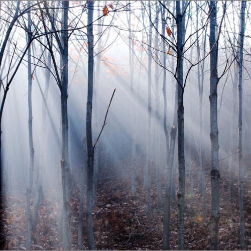 안개낀 날의 여정