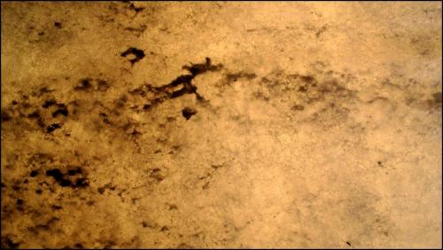 곰팡이가 준 선물