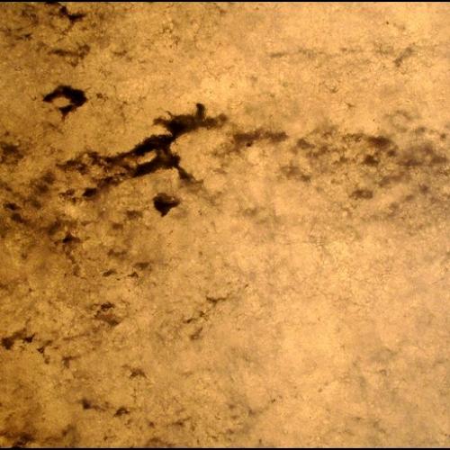 곰팡이가 준 선물