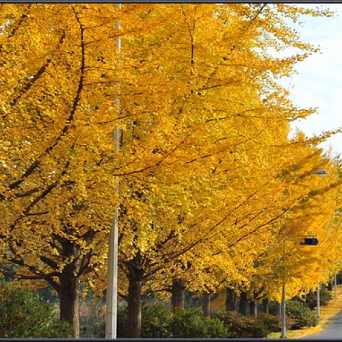 가을은 참 예쁘다.