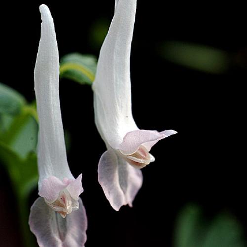 오늘 아침엔208탄(하얀현호색그리고...)