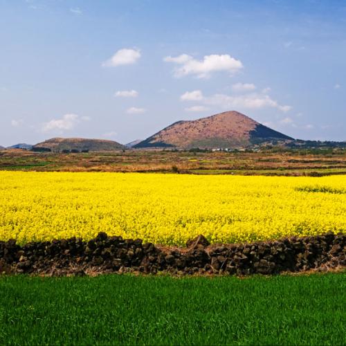 제주 다랑쉬 오름의 봄