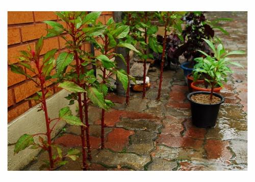 비오는 여름날 대동