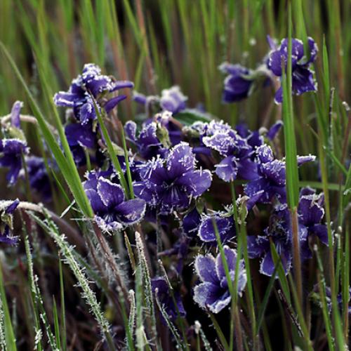 오늘아침엔152-3탄(서리맞은?)