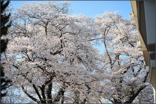 벚꽃 화사한 날에
