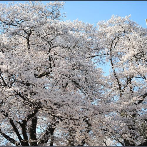 벚꽃 화사한 날에