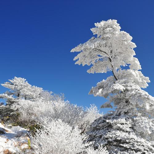 덕유의 눈꽃(2부)