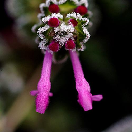 오늘 아침엔208-2탄(광대나물)