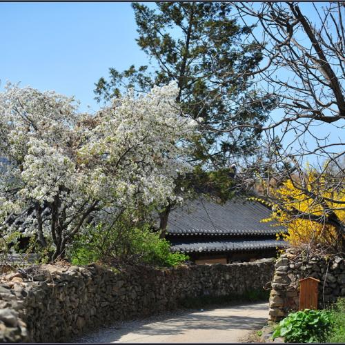 시골 마을의 봄날