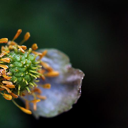 오늘 아침엔153탄(늦게만난복수초)