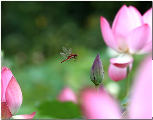 연꽃마을에서...