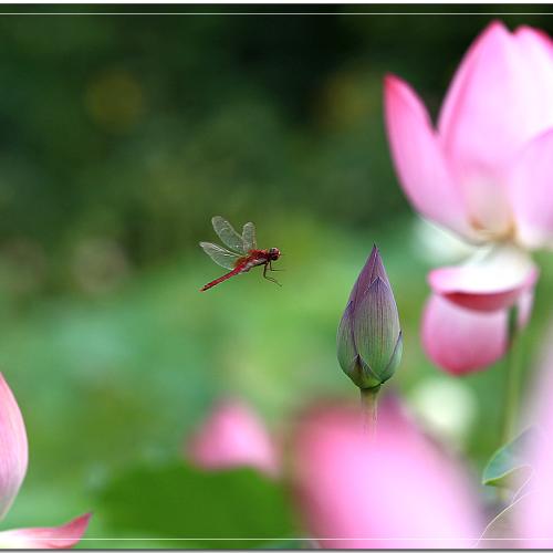 연꽃마을에서...