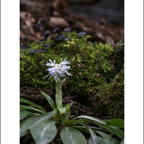 처녀치마 (흰색)