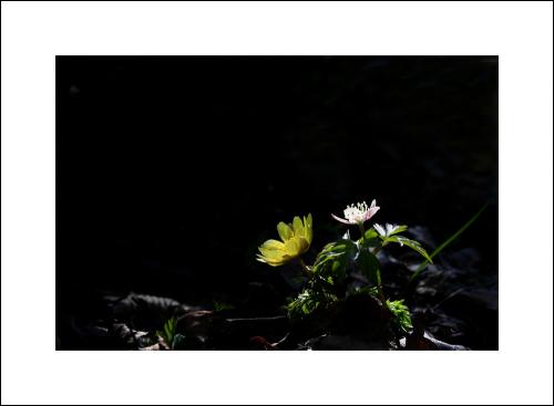 복수초@들바람꽃