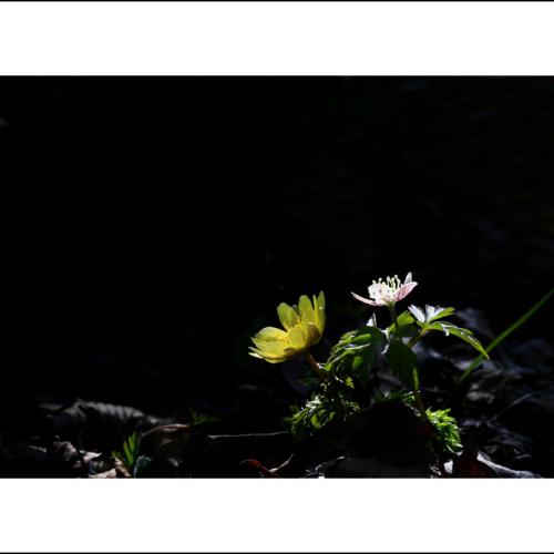 복수초@들바람꽃