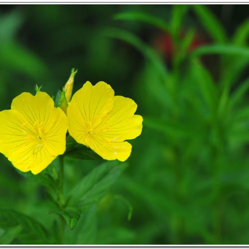 황금/낮달맞이꽃