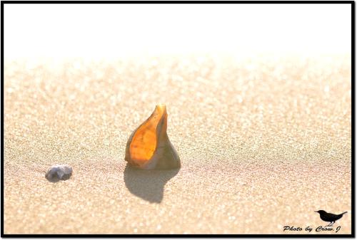 소라가 들려주는 파도 소리