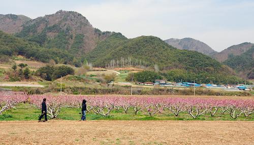 달산 복사꽃마을에서...
