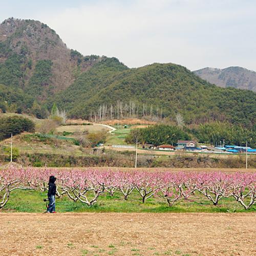 달산 복사꽃마을에서...