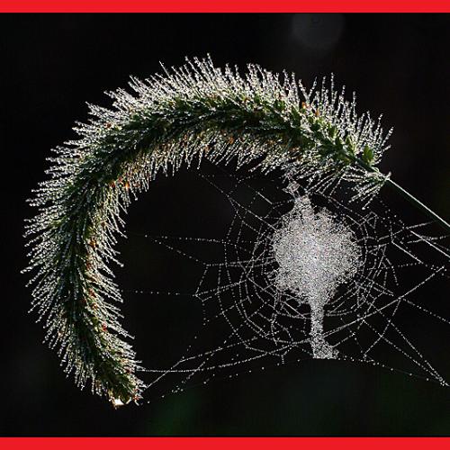 오늘 아침엔 85탄(거미줄)