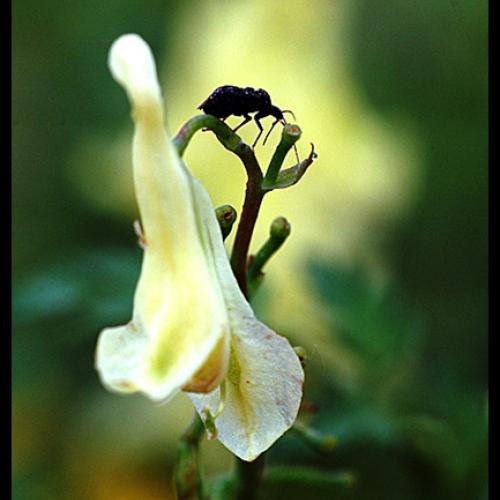 오늘 아침엔30탄(연작:꽃과곤충)