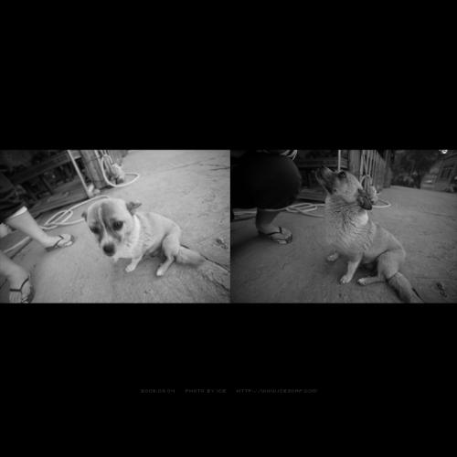 아프도록 안쓰럽기만 한 강아지.