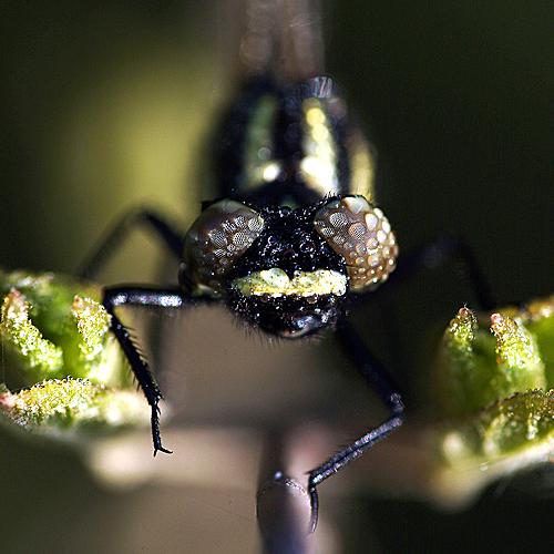 오늘 아침엔210탄(잠자리)