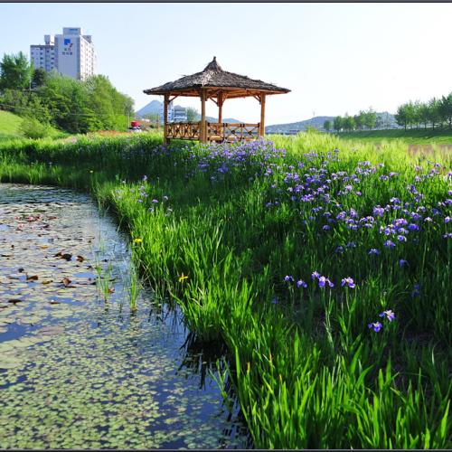 공주 정안천 산책(2)