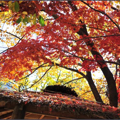 가을 한아름 안고...