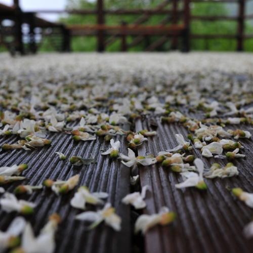 떨어진 아카시아