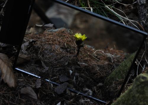 복수초와 노루귀