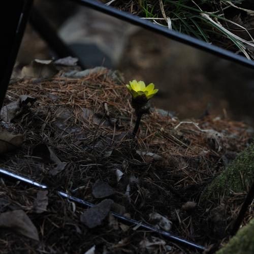 복수초와 노루귀