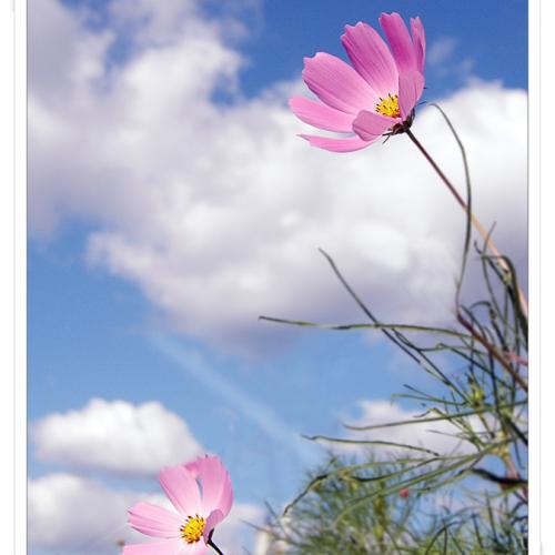 코스모스