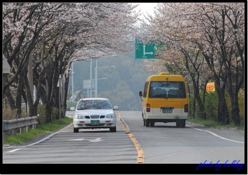 벚꽃길