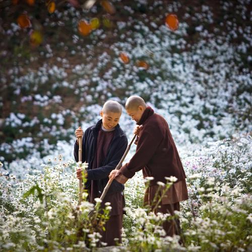꽃길을 쓰는 스님들...