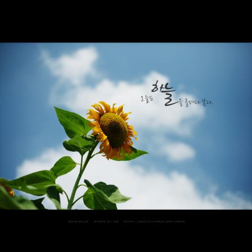 해바라기...