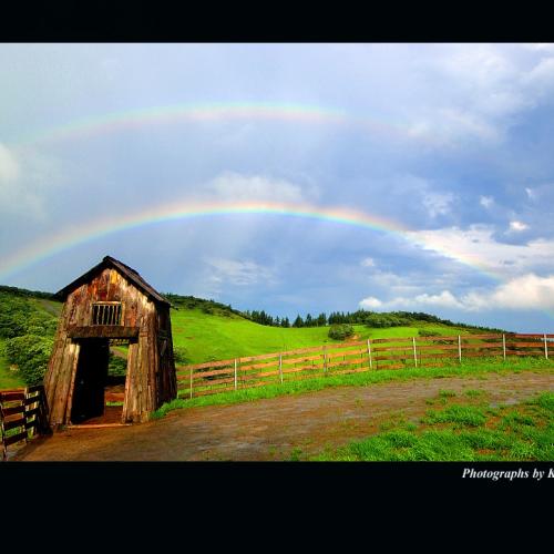 쌍무지개뜬 양떼목장
